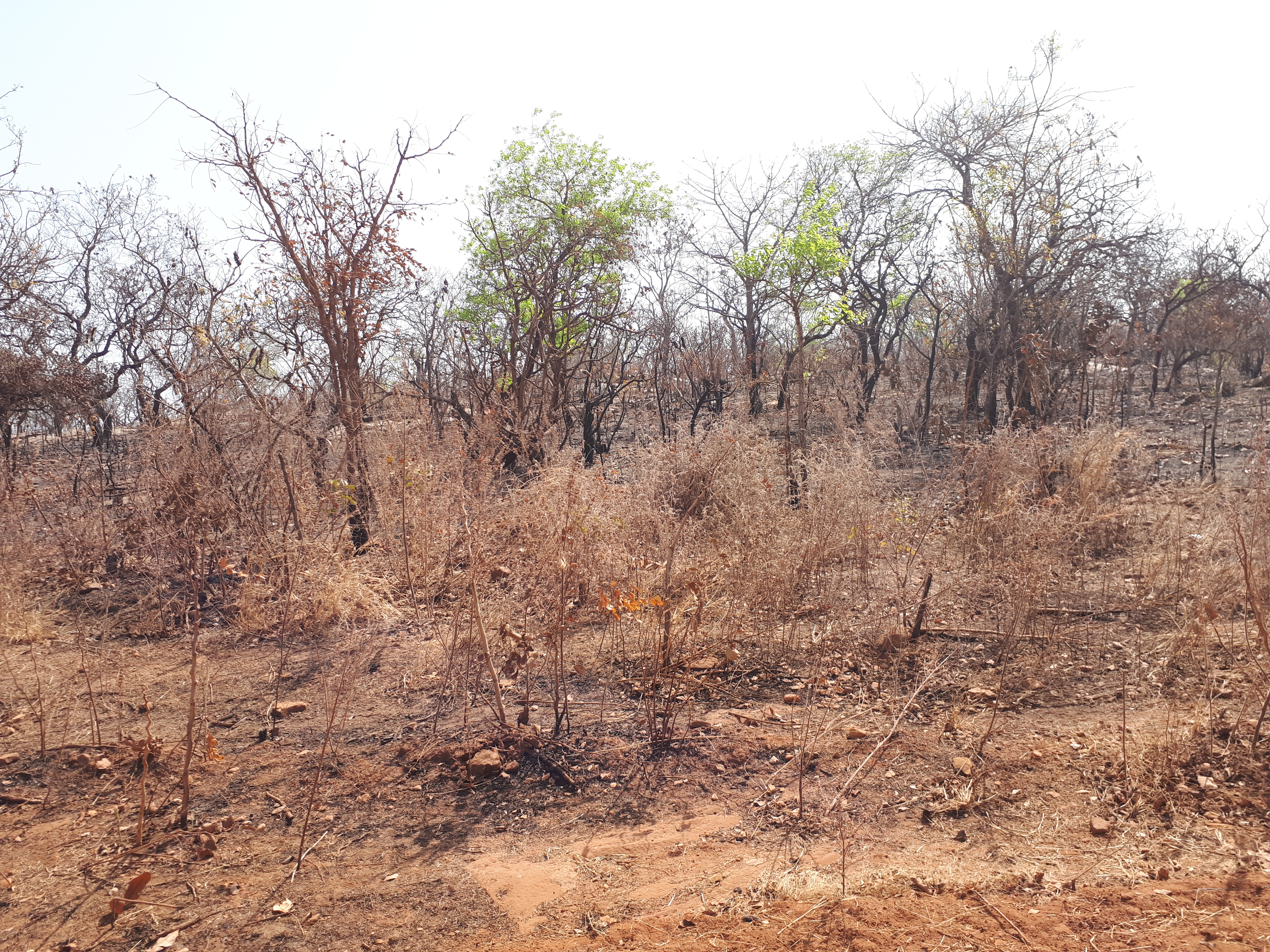 Plantation de Gmelina